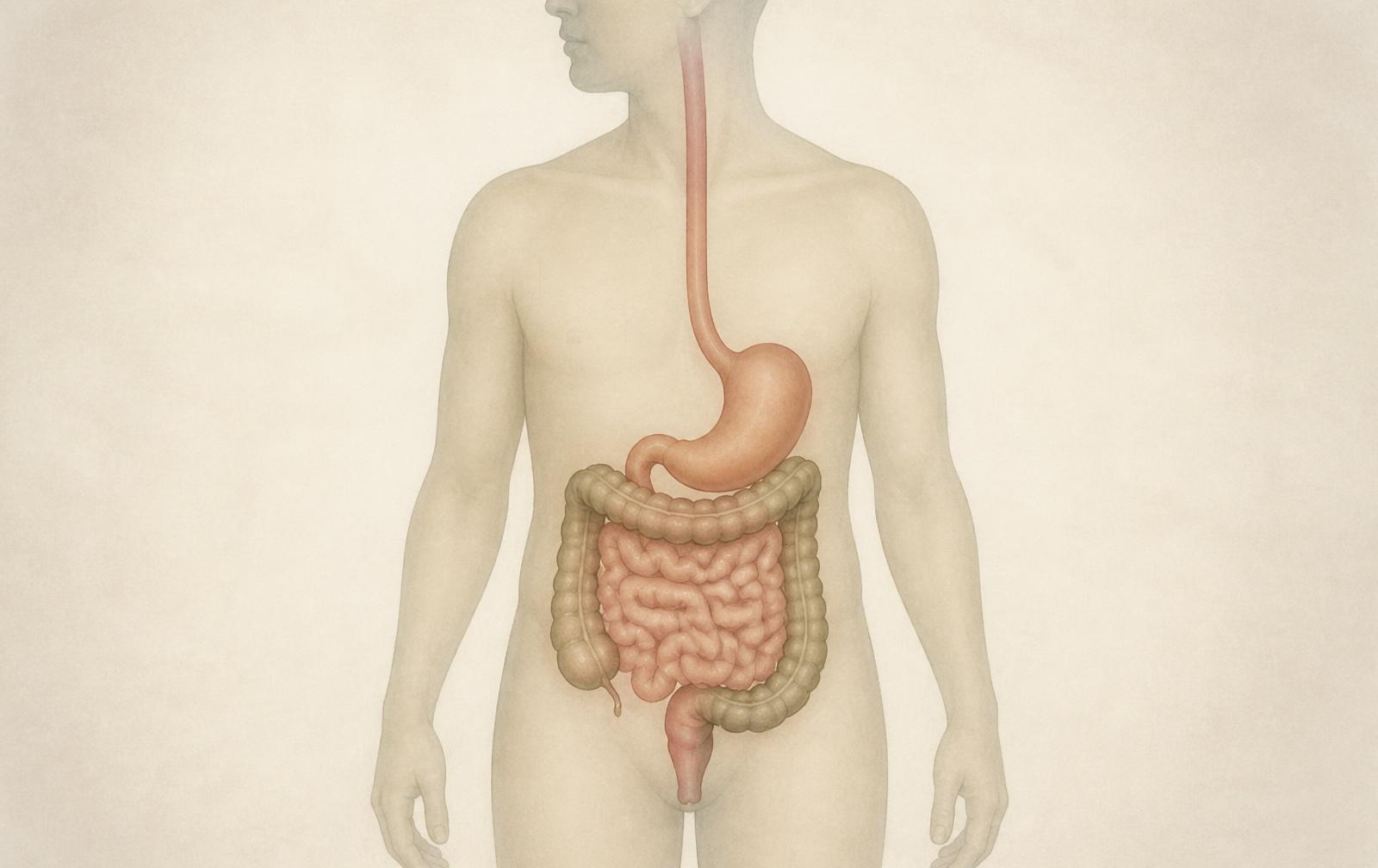 All Healing Starts in the Gut. Really?